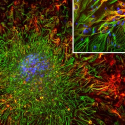 Invitrogen ALDH1L1 Monoclonal Antibody (2E7) 100 &mu;L; Unconjugated:Antibodies,