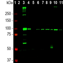 Invitrogen ALDH1L1 Monoclonal Antibody (2E7) 100 &mu;L; Unconjugated:Antibodies,