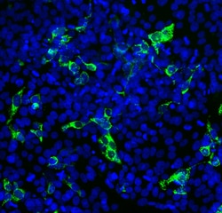Invitrogen SARS-CoV-2 Spike Protein RBD Monoclonal Antibody (2G1) 500 &mu;L;