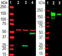 Invitrogen SARS-CoV-2 Spike Protein RBD Monoclonal Antibody (2G1) 500 &mu;L;