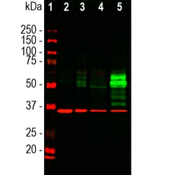 Invitrogen c-Fos Monoclonal Antibody (2H2) 500 &mu;L; Unconjugated:Antibodies,