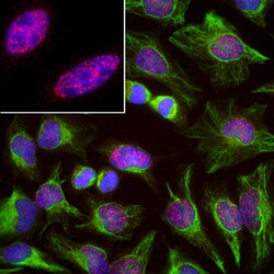 Invitrogen SF3B4 Monoclonal Antibody (3A1):Antibodies:Primary Antibodies