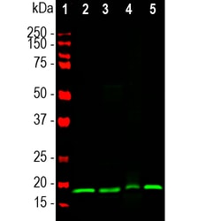 VSNL1 Monoclonal Antibody (3A9), Invitrogen 100 &mu;L; Unconjugated:Antibodies,