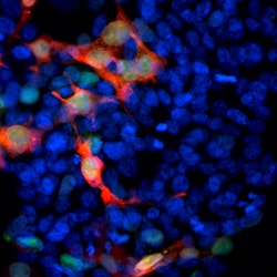 Invitrogen GFP Monoclonal Antibody (3B11) 100 &mu;L; Unconjugated:Antibodies,