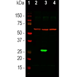 Invitrogen GFP Monoclonal Antibody (3B11) 100 &mu;L; Unconjugated:Antibodies,