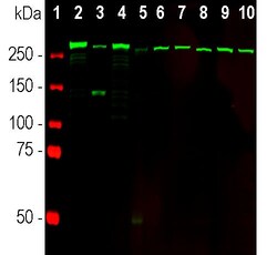 Invitrogen SPTAN1 Monoclonal Antibody (3D7) 100 &mu;L; Unconjugated:Antibodies,