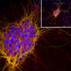 Invitrogen Doublecortin Monoclonal Antibody (3E1):Antibodies:Primary Antibodies