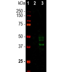 Invitrogen Doublecortin Monoclonal Antibody (3E1):Antibodies:Primary Antibodies
