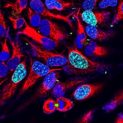Invitrogen Aurora B Monoclonal Antibody (3F11) 100 &mu;L; Unconjugated:Antibodies,