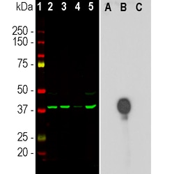Invitrogen Aurora B Monoclonal Antibody (3F11) 100 &mu;L; Unconjugated:Antibodies,
