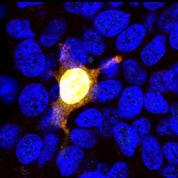 Invitrogen Cas9 Monoclonal Antibody (3F9):Antibodies:Primary Antibodies
