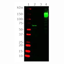 Invitrogen Cas9 Monoclonal Antibody (3F9):Antibodies:Primary Antibodies