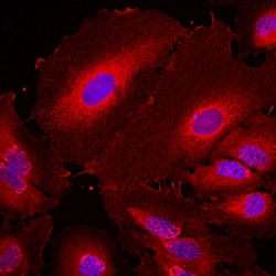 Invitrogen 14-3-3 eta Monoclonal Antibody (3G12):Antibodies:Primary Antibodies