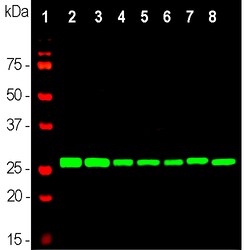 Invitrogen 14-3-3 eta Monoclonal Antibody (3G12):Antibodies:Primary Antibodies