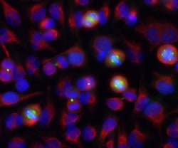 Invitrogen Aurora A/B Monoclonal Antibody (3H1):Antibodies:Primary Antibodies