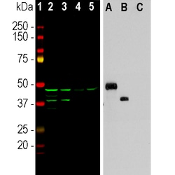 Invitrogen Aurora A/B Monoclonal Antibody (3H1):Antibodies:Primary Antibodies