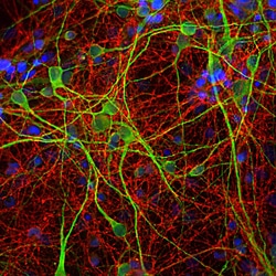 Invitrogen GAP43 Monoclonal Antibody (3H14):Antibodies:Primary Antibodies