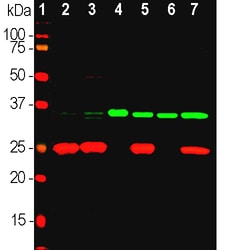 Invitrogen Fibrillarin Monoclonal Antibody (4A4):Antibodies:Primary Antibodies