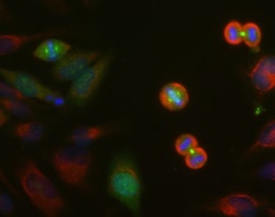 Invitrogen Aurora A/B/C Monoclonal Antibody (4A7):Antibodies:Primary Antibodies