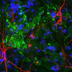 Invitrogen Aldolase C Monoclonal Antibody (4A9) 500 &mu;L; Unconjugated:Antibodies,