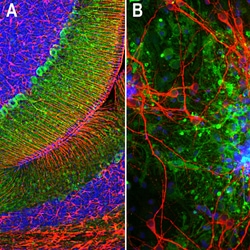 Invitrogen Aldolase C Monoclonal Antibody (4A9) 500 &mu;L; Unconjugated:Antibodies,