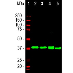 Invitrogen Aldolase C Monoclonal Antibody (4A9) 500 &mu;L; Unconjugated:Antibodies,