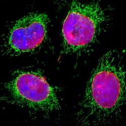 Invitrogen Lamin A/C Monoclonal Antibody (4C4) 100 &mu;L; Unconjugated:Antibodies,