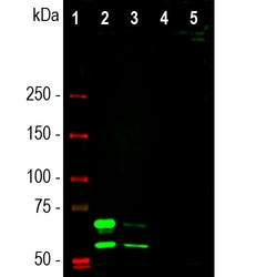 Invitrogen Lamin A/C Monoclonal Antibody (4C4) 100 &mu;L; Unconjugated:Antibodies,