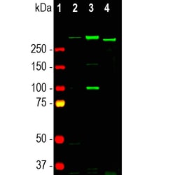 Invitrogen Nestin Monoclonal Antibody (4D11) 500 &mu;L; Unconjugated:Antibodies,