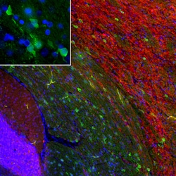 Invitrogen PEA15 Monoclonal Antibody (4D117) 100 &mu;L; Unconjugated:Antibodies,