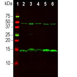 Invitrogen PEA15 Monoclonal Antibody (4D117) 100 &mu;L; Unconjugated:Antibodies,