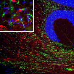 Invitrogen PEA15 Monoclonal Antibody (4D2) 500 &mu;L; Unconjugated:Antibodies,