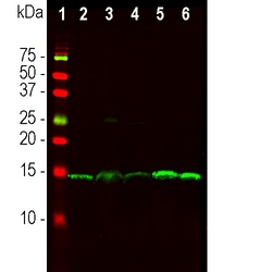 Invitrogen PEA15 Monoclonal Antibody (4D2) 500 &mu;L; Unconjugated:Antibodies,