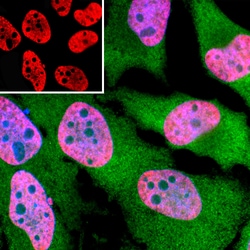 Invitrogen TAF15 Monoclonal Antibody (4D71) 500 &mu;L; Unconjugated:Antibodies,