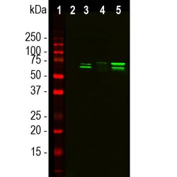 Invitrogen TAF15 Monoclonal Antibody (4D71) 500 &mu;L; Unconjugated:Antibodies,