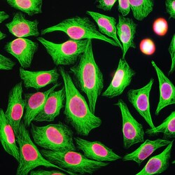 Invitrogen beta Tubulin Monoclonal Antibody (4E4):Antibodies:Primary Antibodies