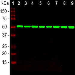 Invitrogen beta Tubulin Monoclonal Antibody (4E4):Antibodies:Primary Antibodies