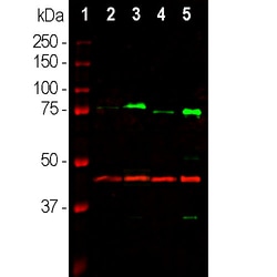 Invitrogen MECP2 Monoclonal Antibody (4F11) 100 &mu;L; Unconjugated:Antibodies,