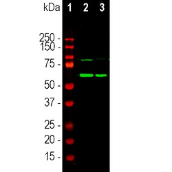 Invitrogen Tyrosine Hydroxylase Monoclonal Antibody (4H2):Antibodies:Primary