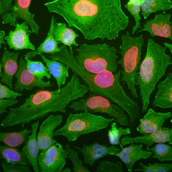 Invitrogen DJ-1 Monoclonal Antibody (4H4) 100 &mu;L; Unconjugated:Antibodies,