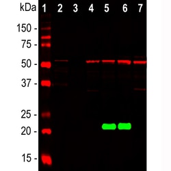 Invitrogen DJ-1 Monoclonal Antibody (4H4) 100 &mu;L; Unconjugated:Antibodies,
