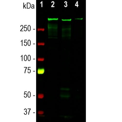 Invitrogen MAP2 Monoclonal Antibody (4H5):Antibodies:Primary Antibodies