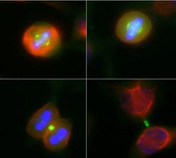 Invitrogen Aurora A/B Monoclonal Antibody (5A12):Antibodies:Primary Antibodies