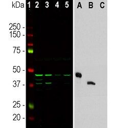 Invitrogen Aurora A/B Monoclonal Antibody (5A12):Antibodies:Primary Antibodies
