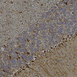 Invitrogen mCherry Monoclonal Antibody (5A6) 100 &mu;L; Unconjugated:Antibodies,