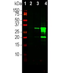 Invitrogen mCherry Monoclonal Antibody (5A6) 100 &mu;L; Unconjugated:Antibodies,