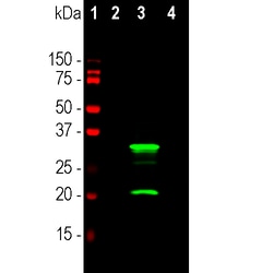 Invitrogen mCherry Monoclonal Antibody (5A6) 100 &mu;L; Unconjugated:Antibodies,