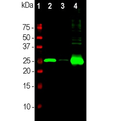 Calbindin D28K Monoclonal Antibody (5A9), Invitrogen 500 &mu;L; Unconjugated:Antibodies,
