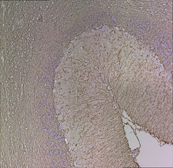 Invitrogen GFAP Monoclonal Antibody (5C10):Antibodies:Primary Antibodies