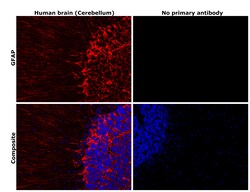 Invitrogen GFAP Monoclonal Antibody (5C10):Antibodies:Primary Antibodies